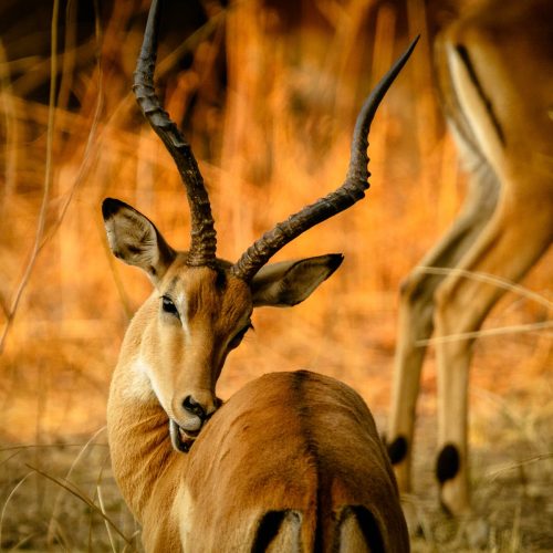 3 Day Pian Upe Game Reserve Thrilling Budget Safari