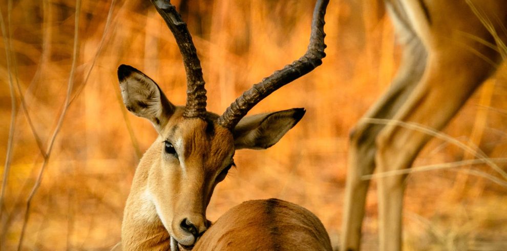 3 Day Pian Upe Game Reserve Thrilling Budget Safari