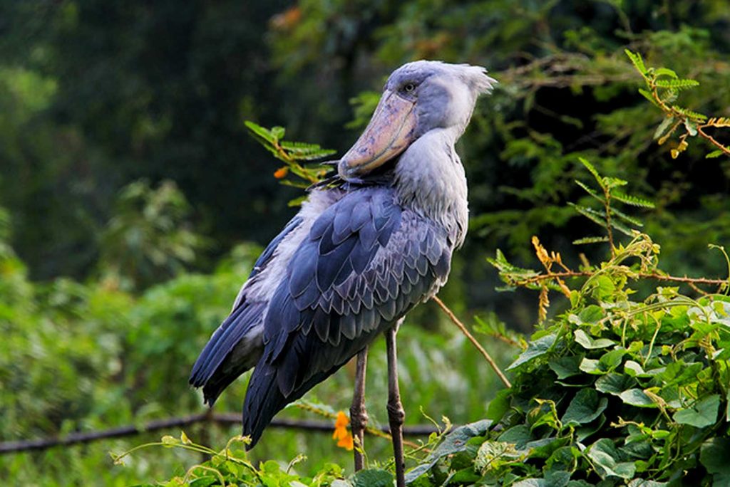 34 Day Mid Range Safari And Zanzibar