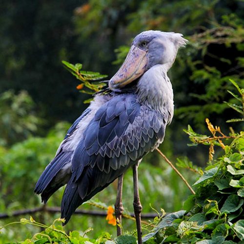34 Day Mid Range Safari And Zanzibar