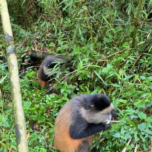 8-Day Primates Trekking Mid-Range Safari Vacation In Rwanda And Uganda