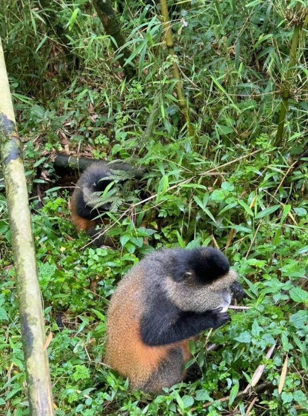 8-Day Primates Trekking Mid-Range Safari Vacation In Rwanda And Uganda