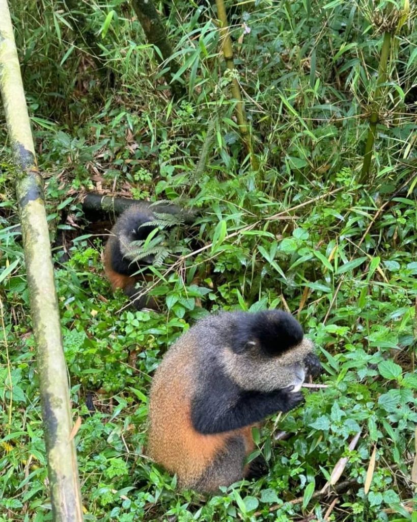 8-Day Primates Trekking Mid-Range Safari Vacation In Rwanda And Uganda