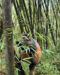 8-Day Primates Trekking Luxury Safari Vacation In Rwanda And Uganda