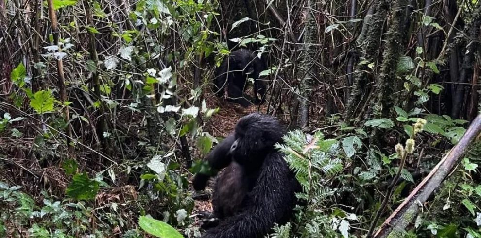 Best Time To Trek Gorillas