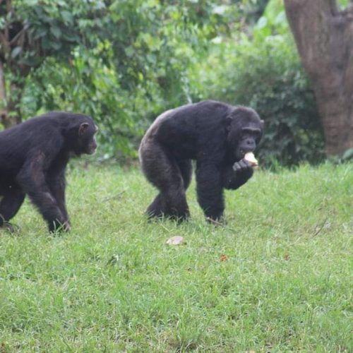 34 Day Mid Range Safari And Zanzibar