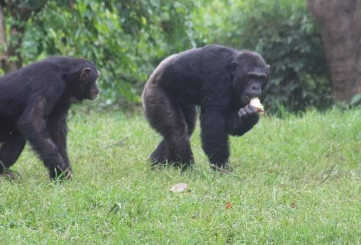 34 Day Mid Range Safari And Zanzibar
