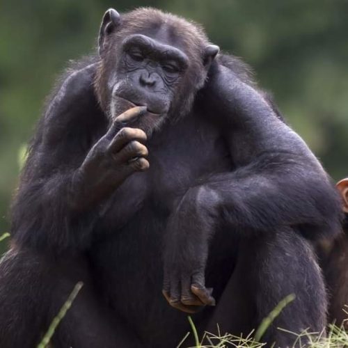 21 Day Budget Breathtaking Safari