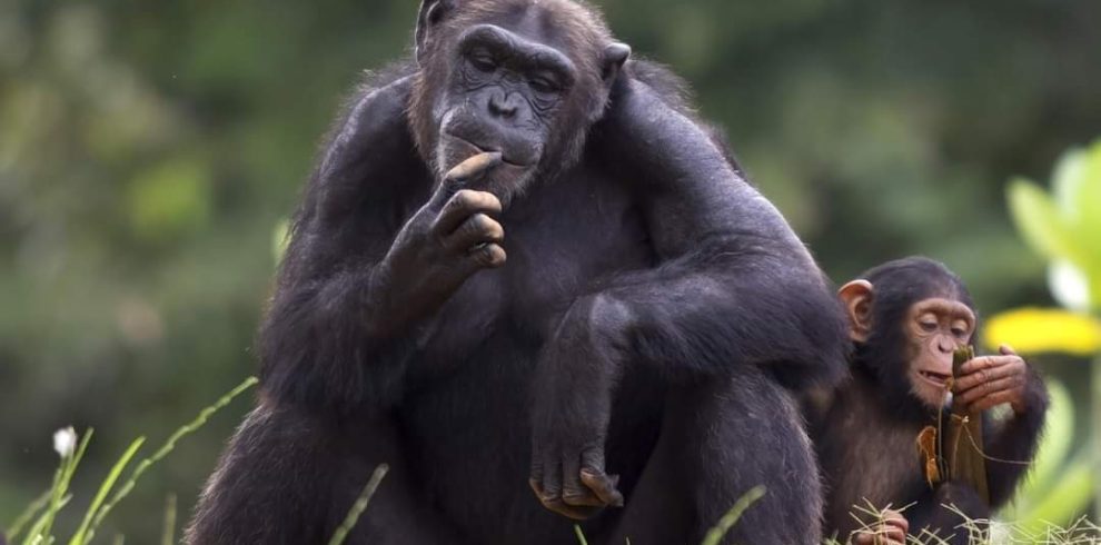 21 Day Budget Breathtaking Safari
