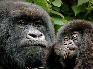 14 Day Budget Thrilling Safari, Rwanda Gorilla Safaris, Rwanda Primate Safaris