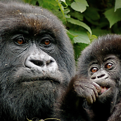 14 Day Budget Thrilling Safari, Rwanda Gorilla Safaris, Rwanda Primate Safaris