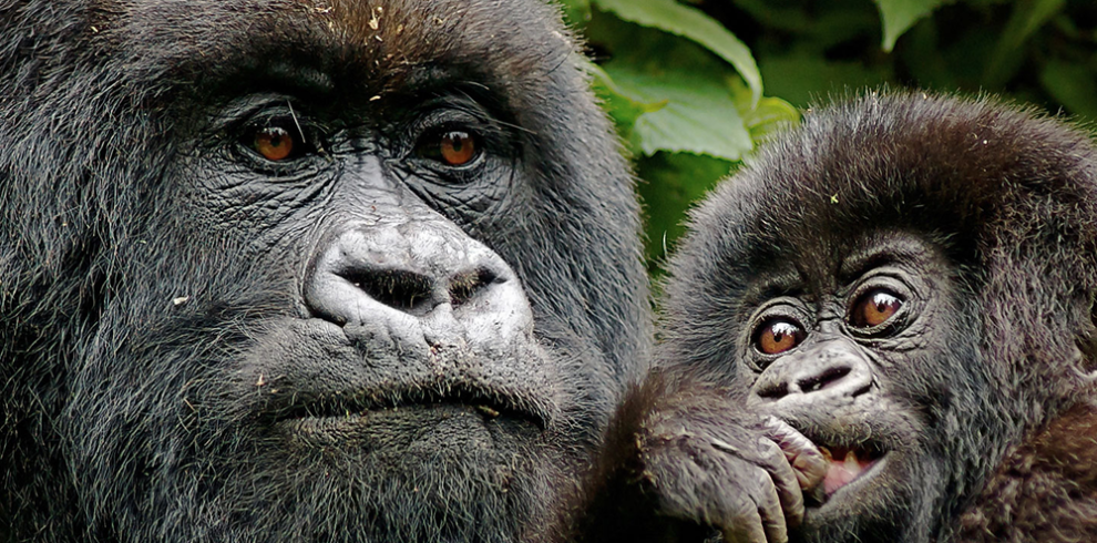 14 Day Budget Thrilling Safari, Rwanda Gorilla Safaris, Rwanda Primate Safaris