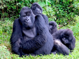 14 Day Budget Thrilling Safari