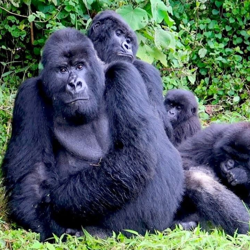 14 Day Budget Thrilling Safari