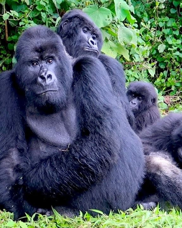 14 Day Budget Thrilling Safari
