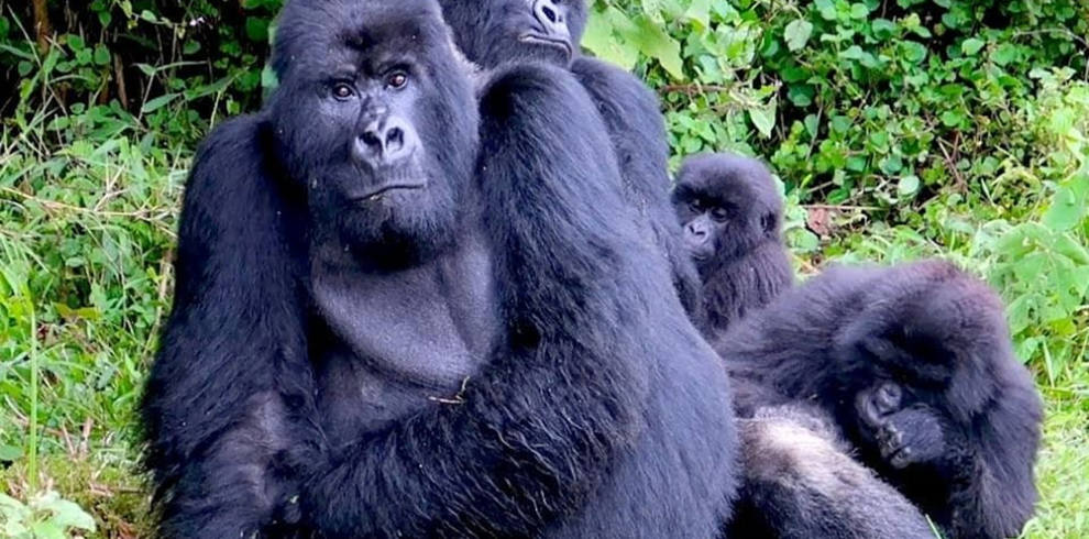 14 Day Budget Thrilling Safari