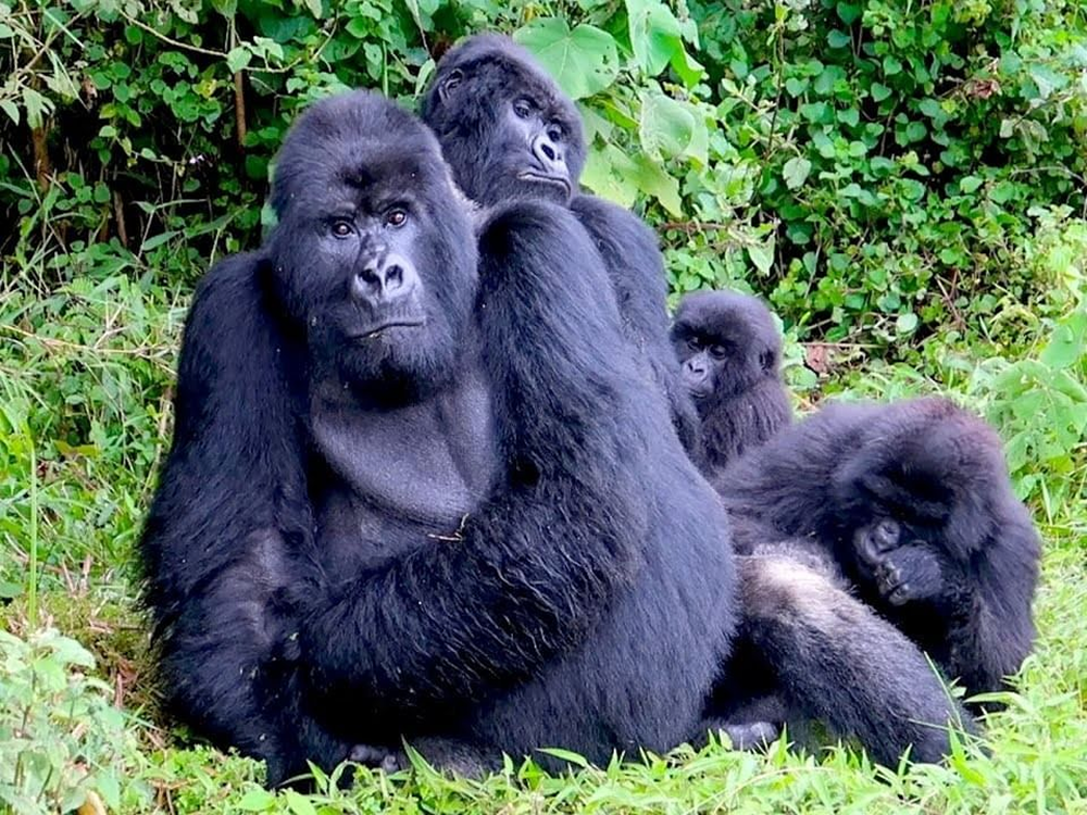 14 Day Budget Thrilling Safari