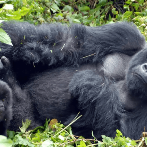 3-Day Thrilling Mid-Range Gorilla Trekking In Bwindi