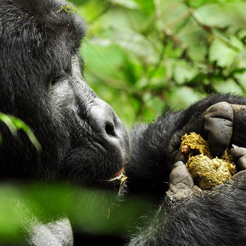 5 Day Wildlife Gorilla Trekking Budget Trip In Uganda