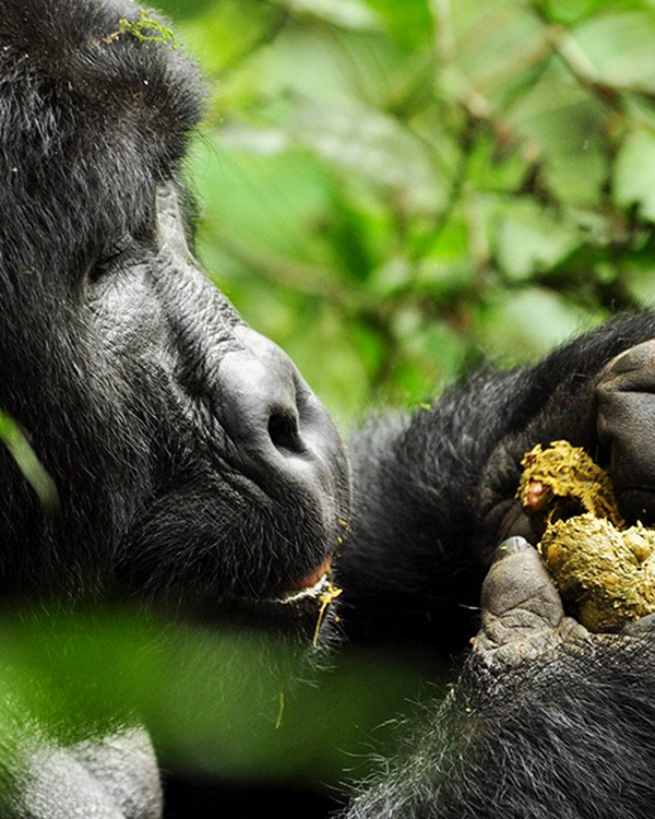 5 Day Wildlife Gorilla Trekking Budget Trip In Uganda