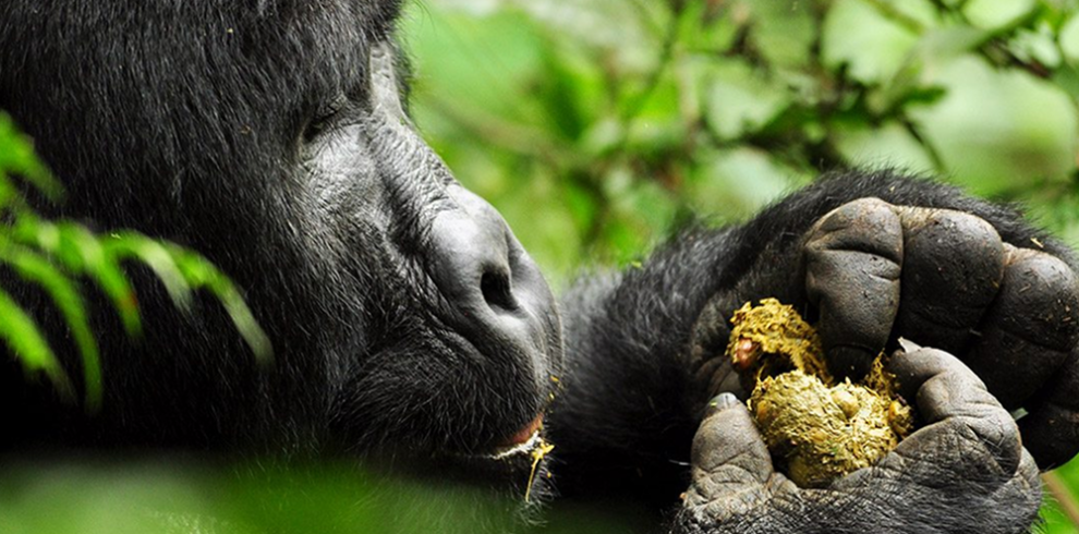 5 Day Wildlife Gorilla Trekking Budget Trip In Uganda