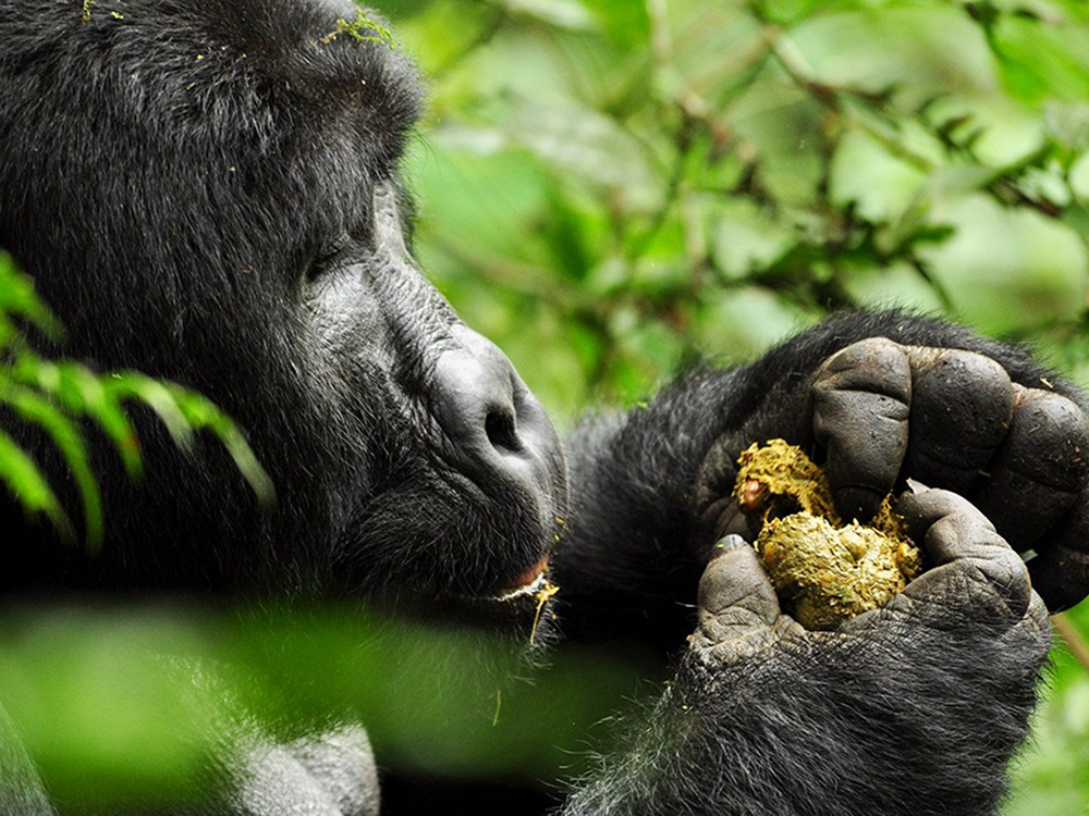 5 Day Wildlife Gorilla Trekking Budget Trip In Uganda