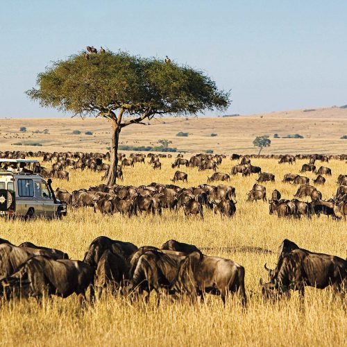 3-Day Lifetime Thrilling Maasai Mara Budget Tour