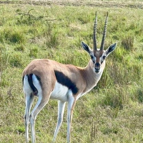 3 Day Pian Upe Game Reserve Thrilling Mid-Range Safari