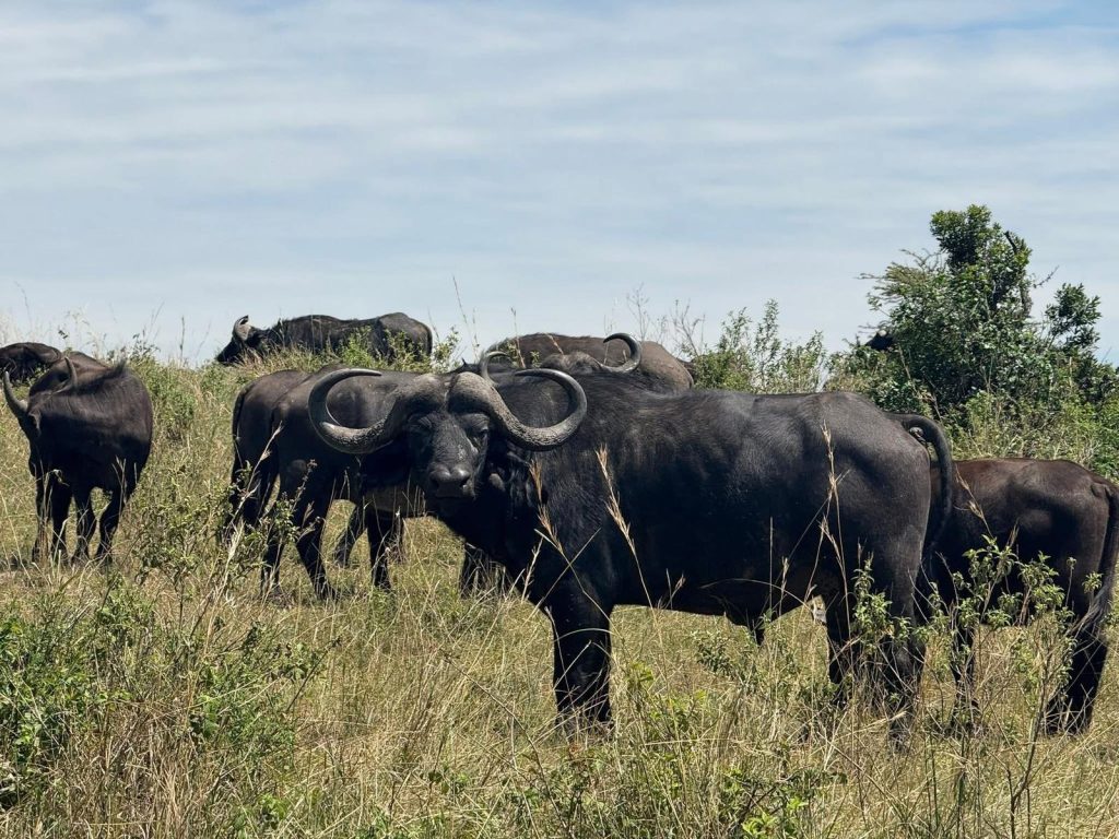 18 Days Breathtaking Mid-Range Safari
