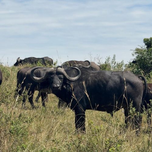 18 Days Breathtaking Mid-Range Safari