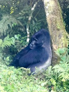 6 Days Uganda Primates Trekking Budget Adventure