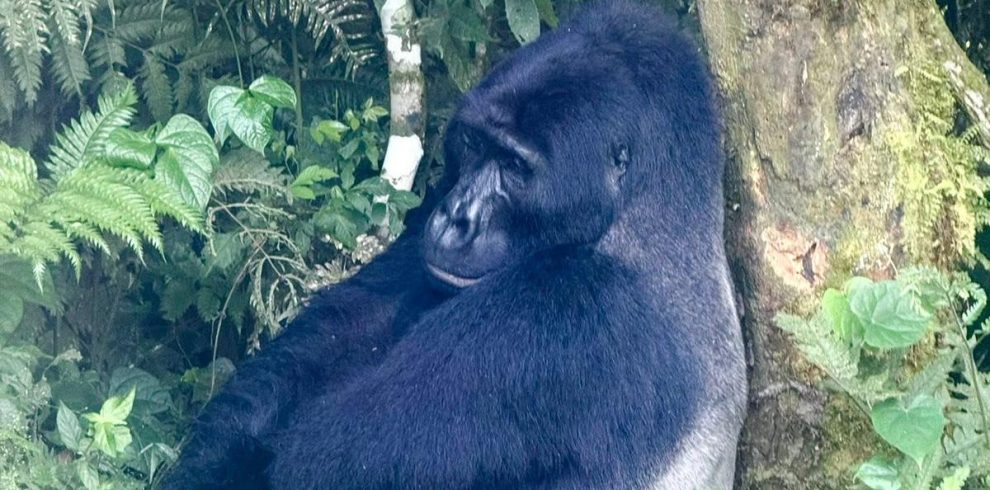 6 Days Uganda Primates Trekking Budget Adventure