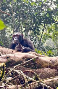 6 Days Uganda Primates Trekking Mid-Range Adventure