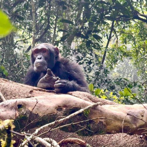 6 Days Uganda Primates Trekking Mid-Range Adventure