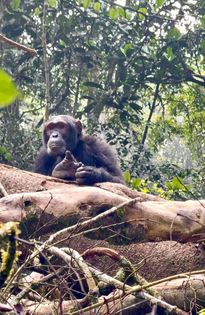 6 Days Uganda Primates Trekking Mid-Range Adventure