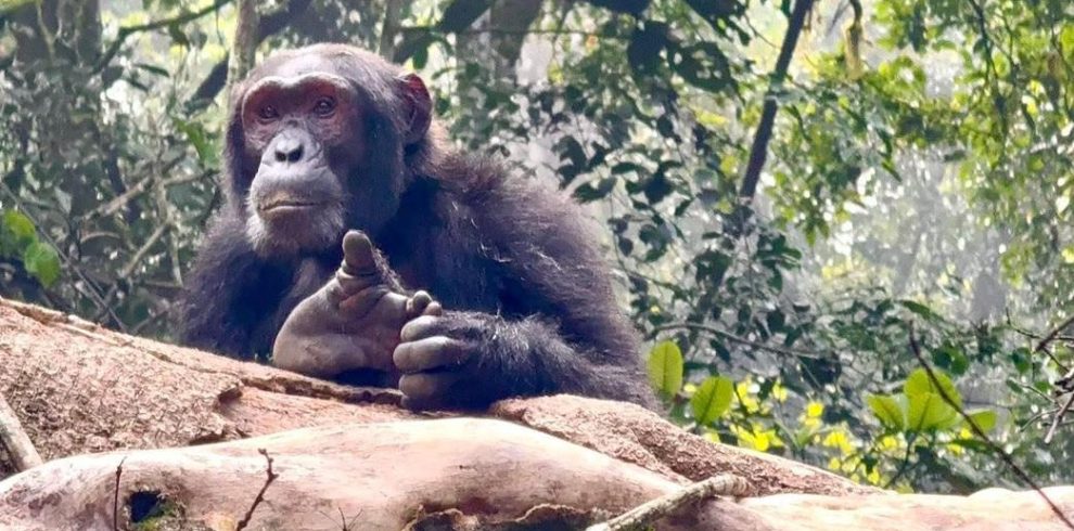 6 Days Uganda Primates Trekking Mid-Range Adventure