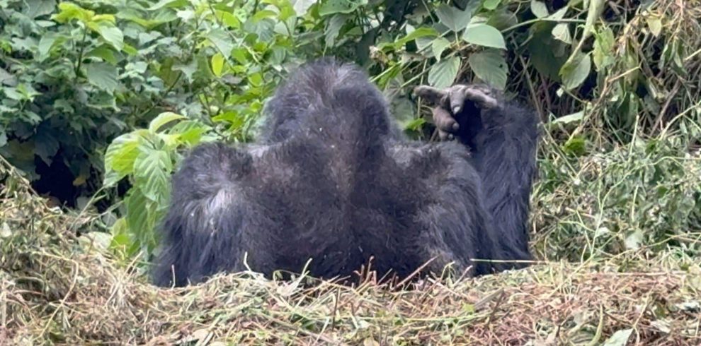 3-Day Thrilling Budget Gorilla Trekking In Bwindi