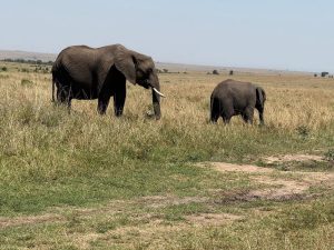 12-Day Uganda's Finest Tourism Destinations Budget Tour