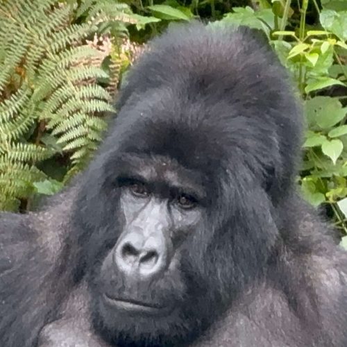 11-Day Thrilling Budget Safari In Uganda And Tanzania