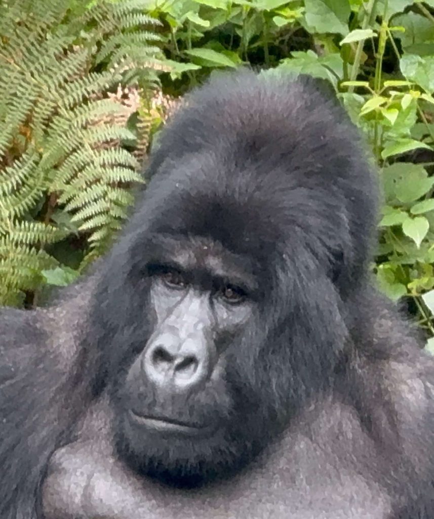 11-Day Thrilling Budget Safari In Uganda And Tanzania