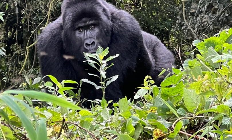 8-Day Budget Thrilling Primate Trekking Safari In Rwanda