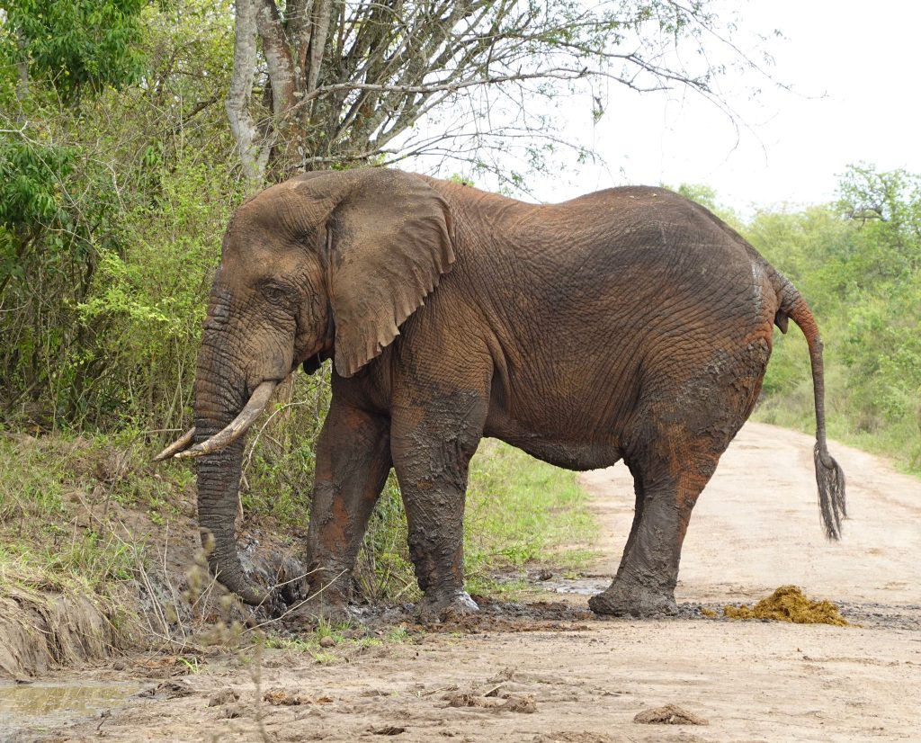 3-Day Thrilling Mid-Range Safari In Queen Elizabeth NP