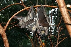 4-Day Thrilling Budget Bat Migration Experience