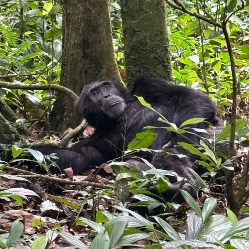 3-Day Thrilling Kibale Chimpanzee Budget Tour