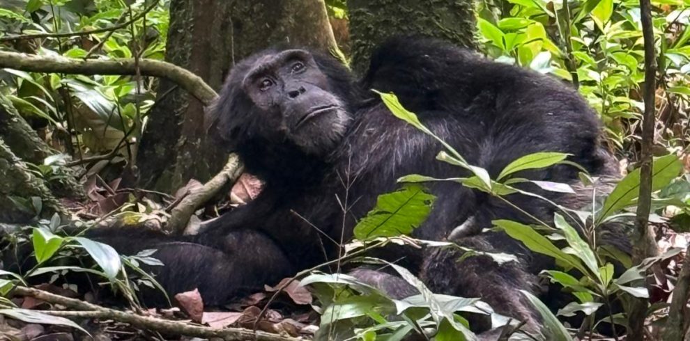 3-Day Thrilling Kibale Chimpanzee Budget Tour
