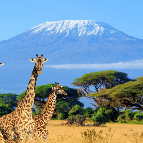 6 Day Amboseli & Tsavo NP Budget Thrilling Safari