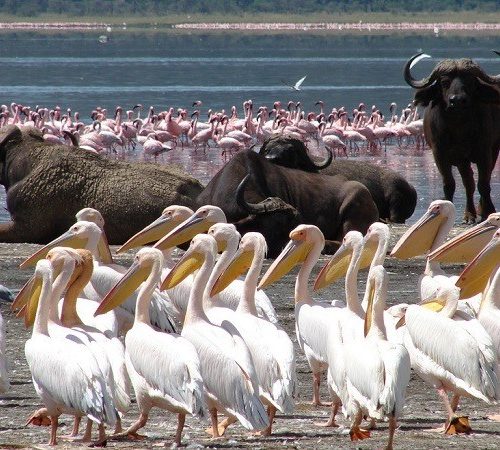 20-Day Astonishing Kenya & Tanzania Safari
