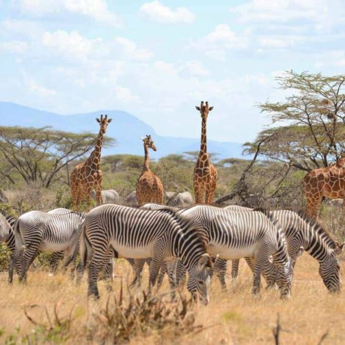 3 Day Thrilling Budget Safari In Samburu National Reserve