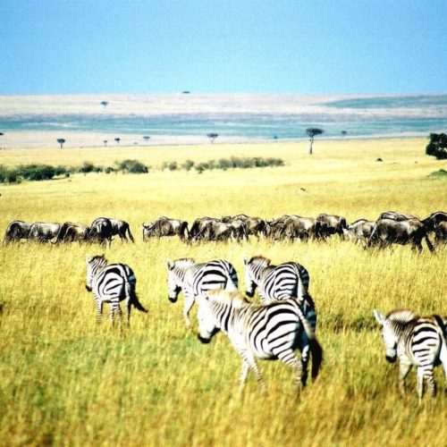 14-Day Thrilling Budget Safari In Kenya And Diani Beach Tour
