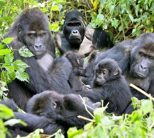 Bwindi Impenetrable National Park